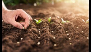 ازرع بذور النجاح: نصائح الخبراء لتخطيط الحدائق