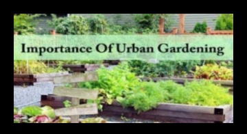 أزهار شاهقة: البستنة العمودية للخلوات الحضرية