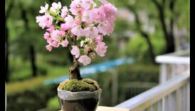 ازدهار بونساي: آسر البستنة اليابانية