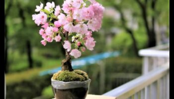 ازدهار بونساي: آسر البستنة اليابانية