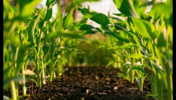 كيف تساهم الممارسات الزراعية المختلفة في استدامة المناظر الطبيعية؟