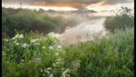 لماذا تعتبر الأراضي الرطبة مهمة لتنقية المياه وتنقيتها؟