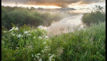 لماذا تعتبر الأراضي الرطبة مهمة لتنقية المياه وتنقيتها؟