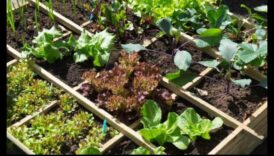 حدائق متناغمة: الكشف عن سحر الزراعة المصاحبة