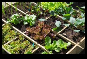 حدائق متناغمة: الكشف عن سحر الزراعة المصاحبة