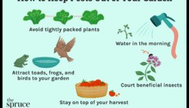 تحصين الحديقة: إبعاد الآفات