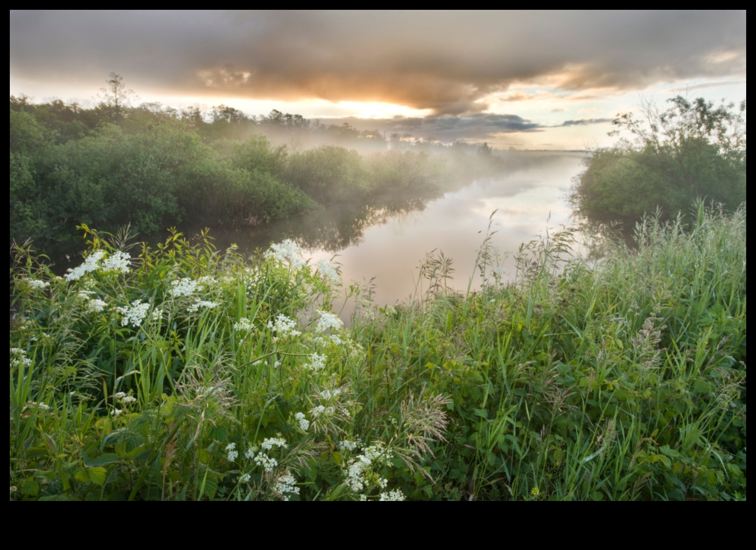 لماذا تعتبر الأراضي الرطبة مهمة لتنقية المياه وتنقيتها؟
